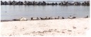 Zeehonden op het strand van helgoland.